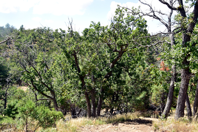 Gambel Oak is one of the most important plant species for wildlife species in the southwestern United States. It is also important to native indigenous people providing food, tools, ceremonial purposes and other valuable uses. Tree bloom from April through June with fruiting in August and September. Quercus gambelii 